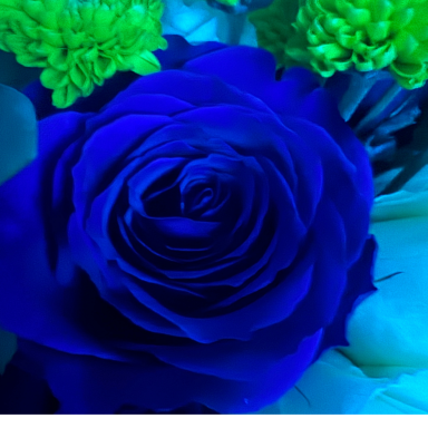 A close-up of a blue rose surrounded by green flowers.